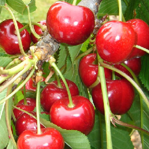 early-star-cherry