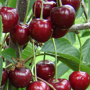 mpourlat-cherry